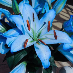 Crini Premium Parfumati "Blue Sky" Bulbi