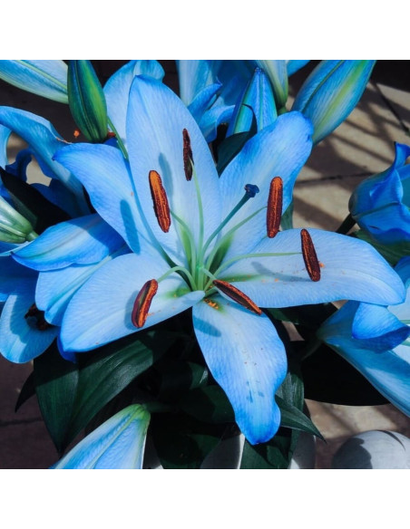 Crini Premium Parfumati "Blue Sky" Bulbi