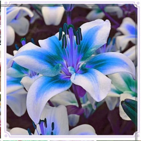 Crini Premium Parfumati "Blue Tiger" Bulbi