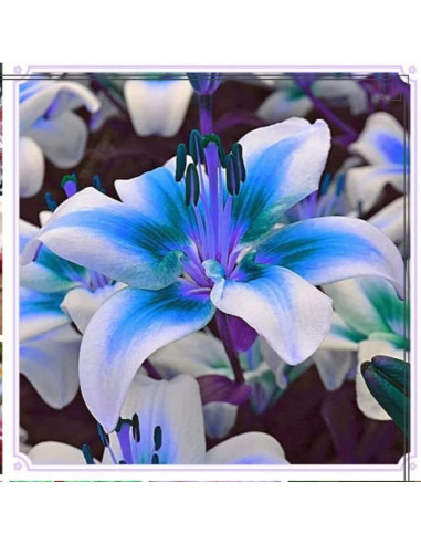 Crini Premium Parfumati "Blue Tiger" Bulbi