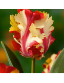 Lalele Papagal "Flaming Parrot" 5 Bulbi/Pachet