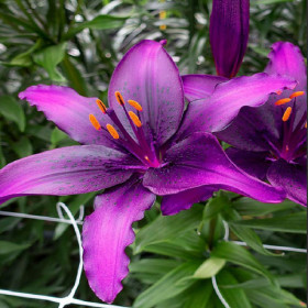 Crini Premium Parfumati "Blue Purple" Bulbi