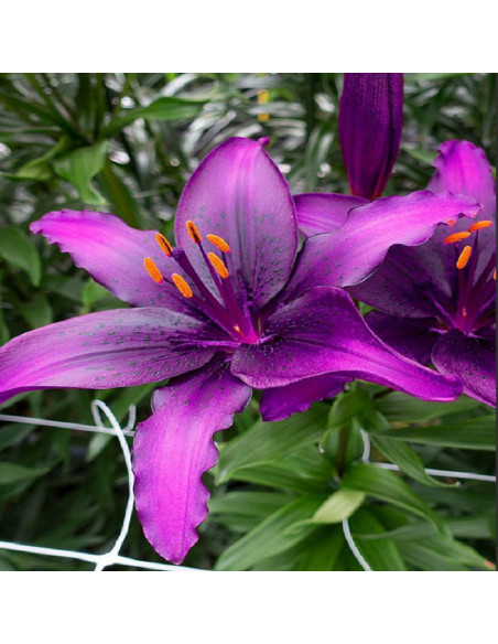 Crini Premium Parfumati "Blue Purple" Bulbi