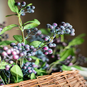 Symphoricarpos "Blue Cushion" - Ghiveci 3L 2