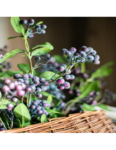 Symphoricarpos "Blue Cushion" - Ghiveci 3L