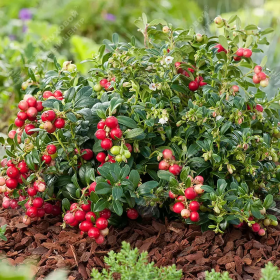 Symphoricarpos "Coralberry Red" - Ghiveci 3L