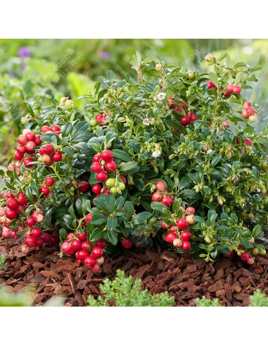 Symphoricarpos "Coralberry Red" - Ghiveci 3L