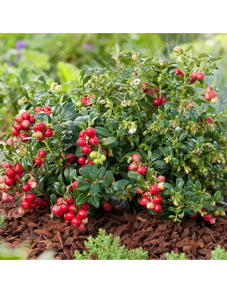 Symphoricarpos "Coralberry Red" - Ghiveci 3L