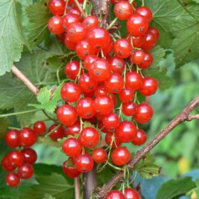 Symphoricarpos "Coralberry Red" - Ghiveci 3L 2