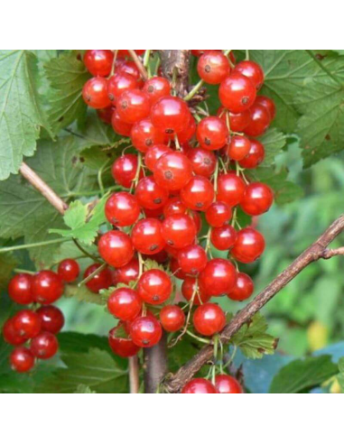 Symphoricarpos "Coralberry Red" - Ghiveci 3L