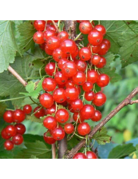 Symphoricarpos "Coralberry Red" - Ghiveci 3L
