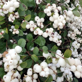 Symphoricarpos "Magical Galaxy" - Ghiveci 3L
