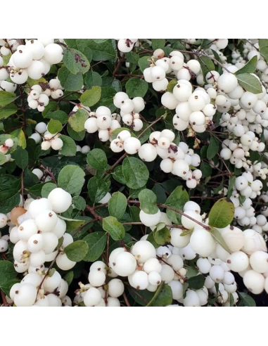 Symphoricarpos "Magical Galaxy" - Ghiveci 3L