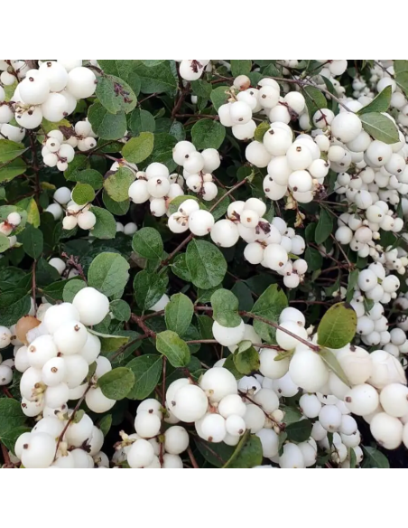 Symphoricarpos "Magical Galaxy" - Ghiveci 3L