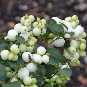 Symphoricarpos "Magical Galaxy" - Ghiveci 3L 2