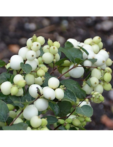 Symphoricarpos "Magical Galaxy" - Ghiveci 3L
