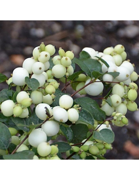 Symphoricarpos "Magical Galaxy" - Ghiveci 3L