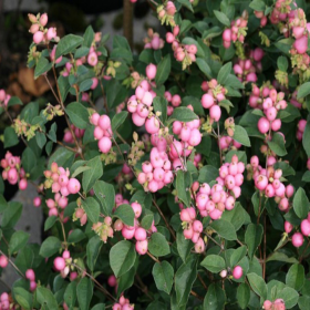 Symphoricarpos "Magical Sweet" - Ghiveci 3L