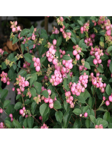 Symphoricarpos "Magical Sweet" - Ghiveci 3L