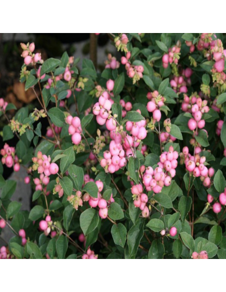 Symphoricarpos "Magical Sweet" - Ghiveci 3L