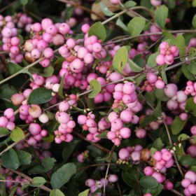 Symphoricarpos "Magical Sweet" - Ghiveci 3L 2