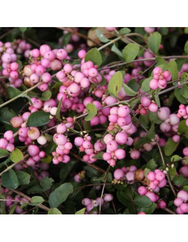 Symphoricarpos "Magical Sweet" - Ghiveci 3L