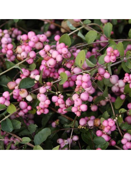 Symphoricarpos "Magical Sweet" - Ghiveci 3L
