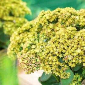 Sedum "Yellow Delicat" - Ghiveci 2L 2