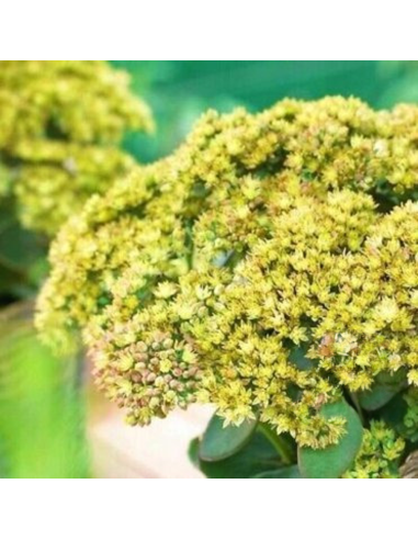 Sedum "Yellow Delicat" - Ghiveci 2L