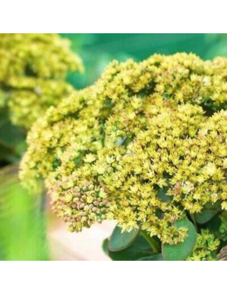 Sedum "Yellow Delicat" - Ghiveci 2L