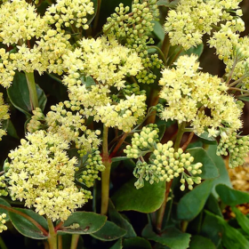 Sedum "Yellow Delicat" - Ghiveci 2L
