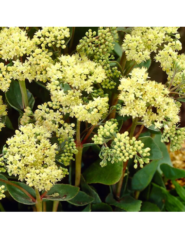 Sedum "Yellow Delicat" - Ghiveci 2L