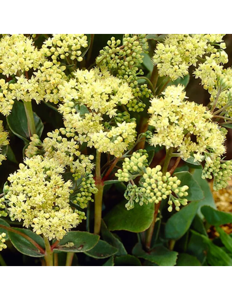 Sedum "Yellow Delicat" - Ghiveci 2L