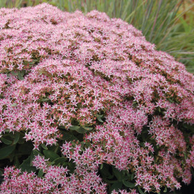 Sedum "Pink Passion" - Ghiveci 2L