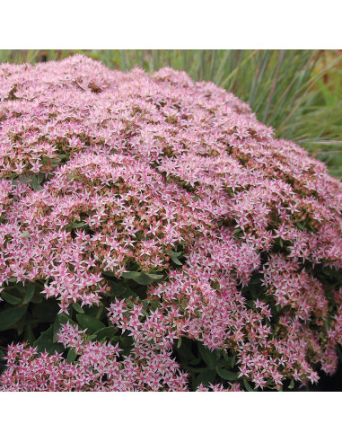 Sedum "Pink Passion" - Ghiveci 2L