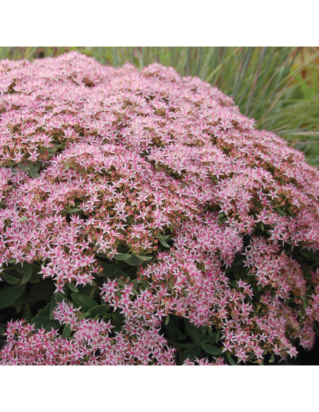 Sedum "Pink Passion" - Ghiveci 2L