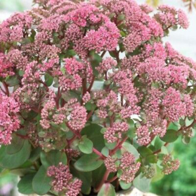 Sedum "Pink Passion" - Ghiveci 2L 2