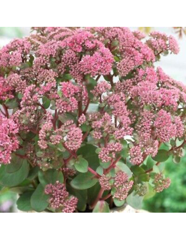 Sedum "Pink Passion" - Ghiveci 2L