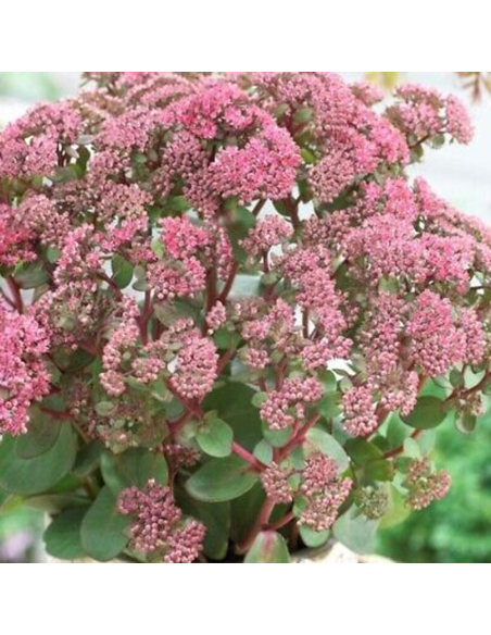 Sedum "Pink Passion" - Ghiveci 2L