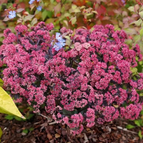 Sedum "Rose Soiree" - Ghiveci 2L