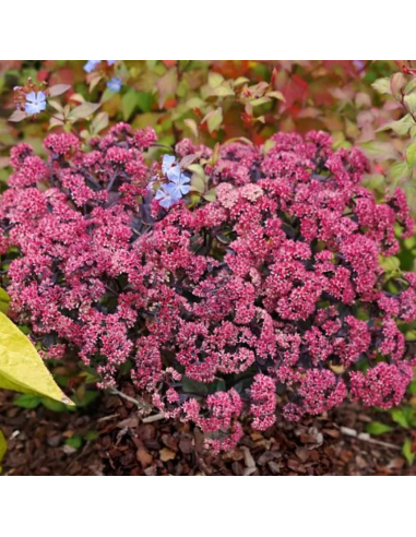 Sedum "Rose Soiree" - Ghiveci 2L