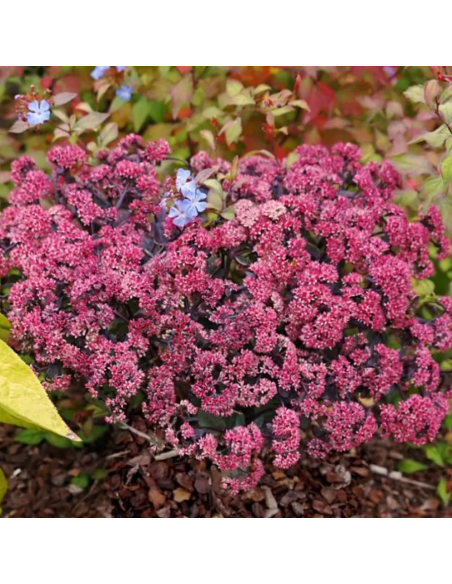 Sedum "Rose Soiree" - Ghiveci 2L