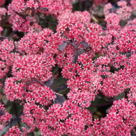 Sedum "Rose Soiree" - Ghiveci 2L 2