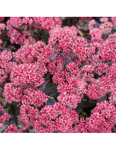 Sedum "Rose Soiree" - Ghiveci 2L