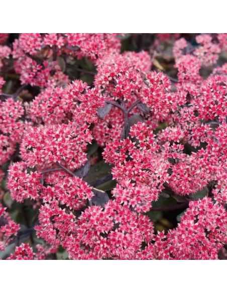 Sedum "Rose Soiree" - Ghiveci 2L