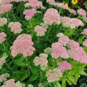 Sedum "Rose Charm" - Ghiveci 2L