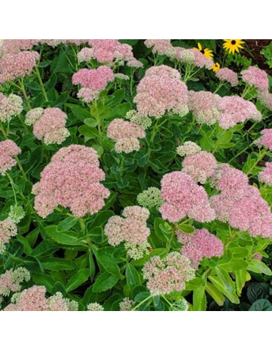 Sedum "Rose Charm" - Ghiveci 2L