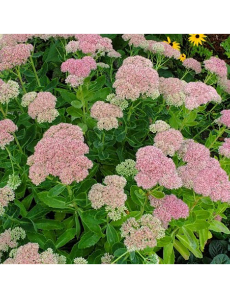 Sedum "Rose Charm" - Ghiveci 2L