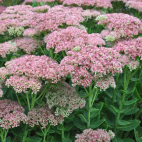 Sedum "Rose Charm" - Ghiveci 2L 2