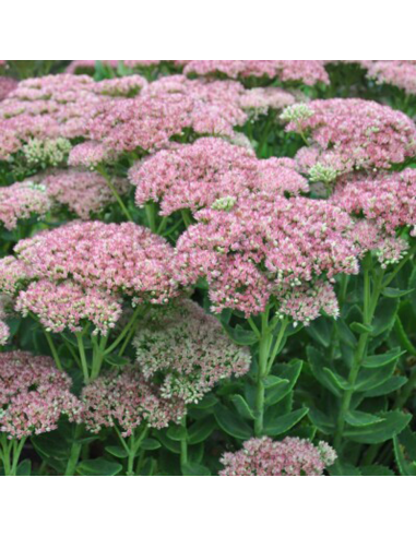 Sedum "Rose Charm" - Ghiveci 2L